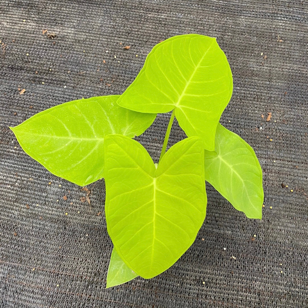 lime zinger elephant ear plant Xanthosoma Lime Zinger for Sale