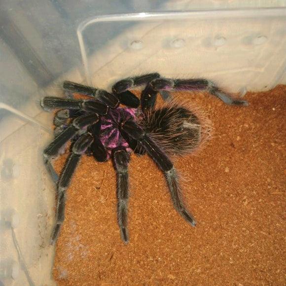 Xenesthis sp. White