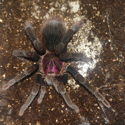 Xenesthis sp. White
