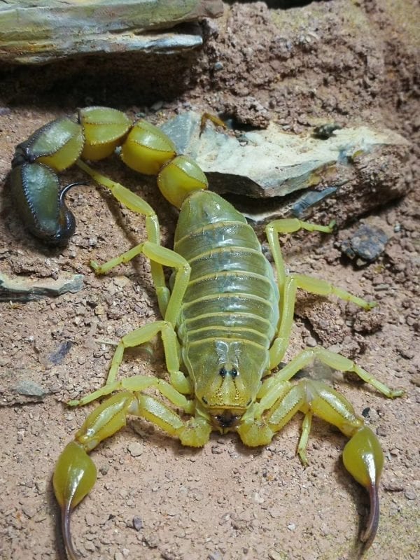 Yellow Fat tailed Scorpion Androctonus Australis For Sale My Home yellow-fat-tailed-scorpion-androctonus-australis-for-sale-my-home