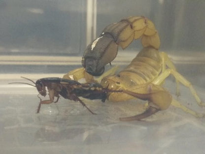 Yellow Fat-tailed Scorpion (Androctonus australis )