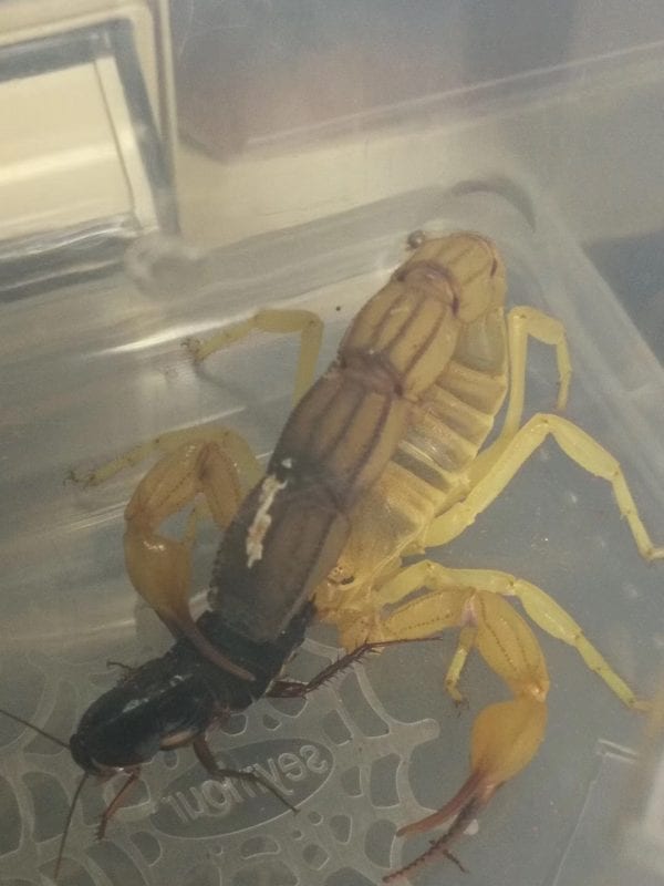 Yellow Fat-tailed Scorpion (Androctonus australis )