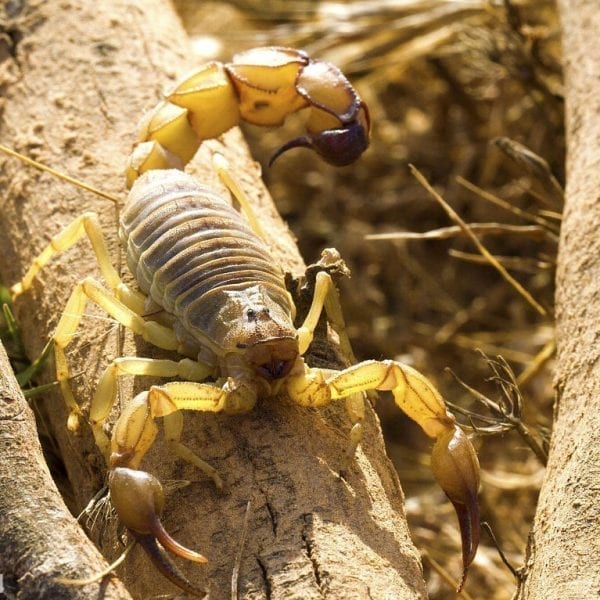 Yellow Fat-tailed Scorpion (Androctonus australis )