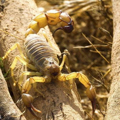 Yellow Fat-tailed Scorpion (Androctonus australis )