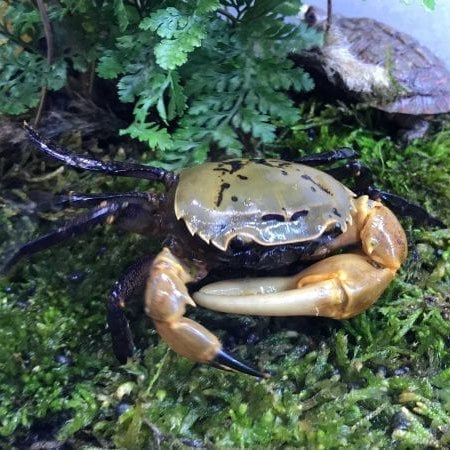 Yellow Green Samurai Crab (Somanniathelphusa sinensis)
