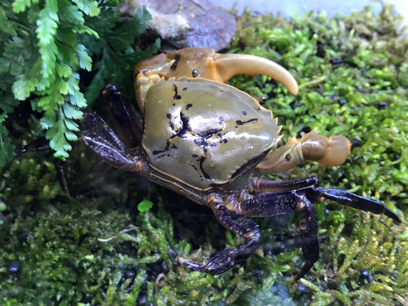 Sameri Crab Yellow Green Samurai Crab (Somanniathelphusa sinensis) for Sale | My ...