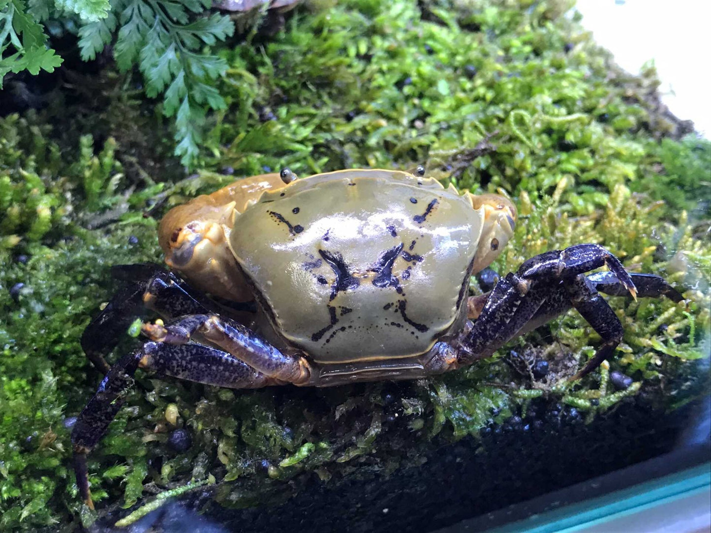 Yellow Green Samurai Crab (Somanniathelphusa sinensis)
