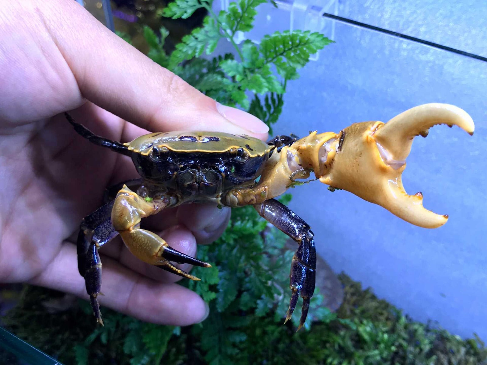 Sameri Crab Yellow Green Samurai Crab (Somanniathelphusa sinensis) for Sale | My ...