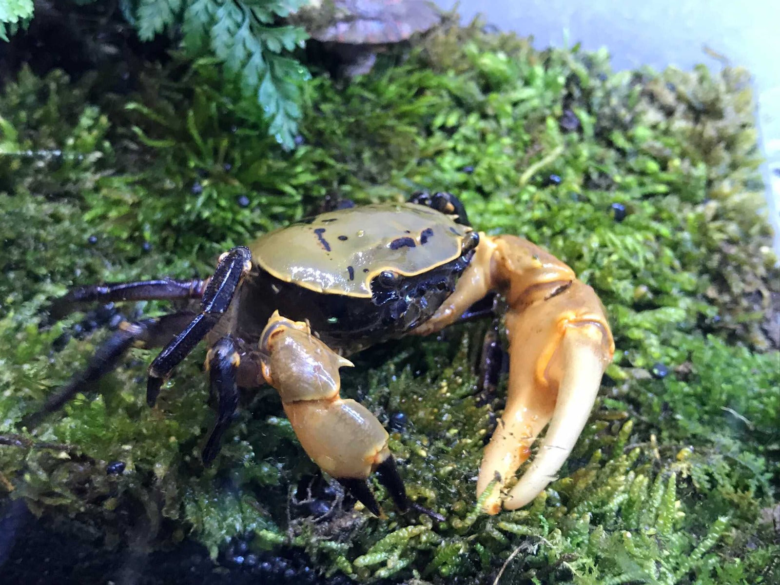 philodendron in crab tank Yellow Green Samurai Crab (Somanniathelphusa sinensis) for Sale