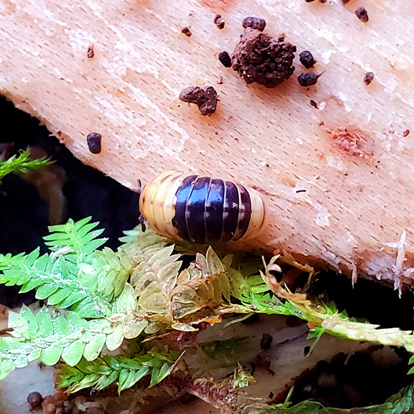 Yellow Head (Rhopalomeris sp. )