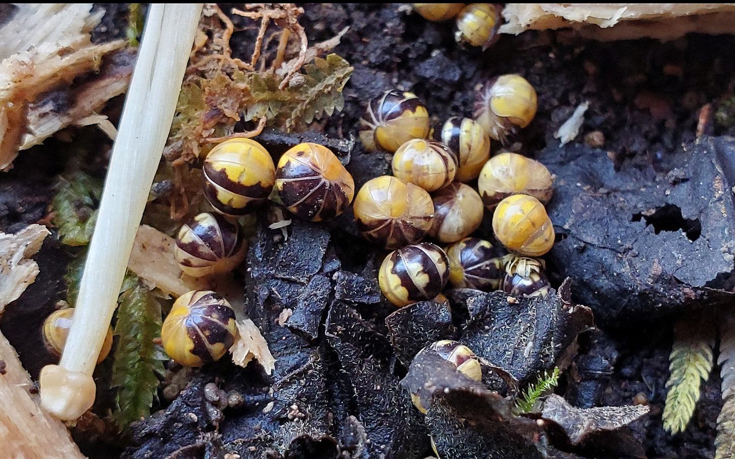Yellow Head (Rhopalomeris sp. )