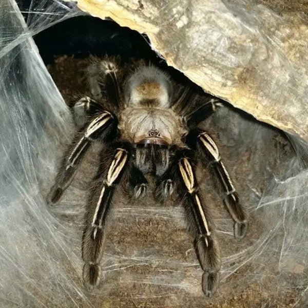 Yellow Knee Skeleton Tarantula (Ephebopus murinus)