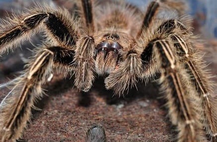 Yellow Knee Skeleton Tarantula (Ephebopus murinus)