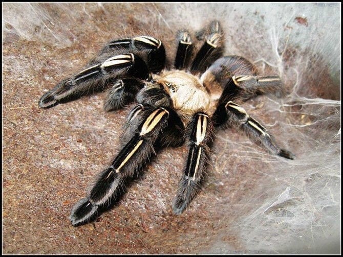 Yellow Knee Skeleton Tarantula (Ephebopus murinus)