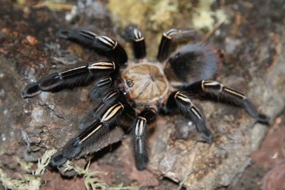 Yellow Knee Skeleton Tarantula (Ephebopus murinus)