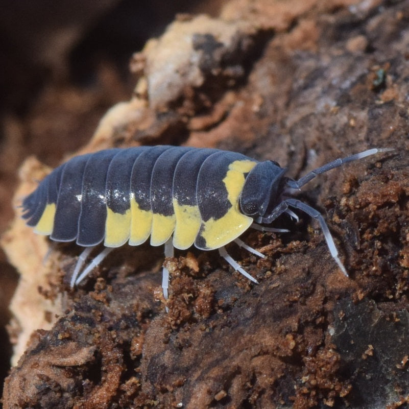 Yellow Panda Isopods (Merulanella bicolorata)