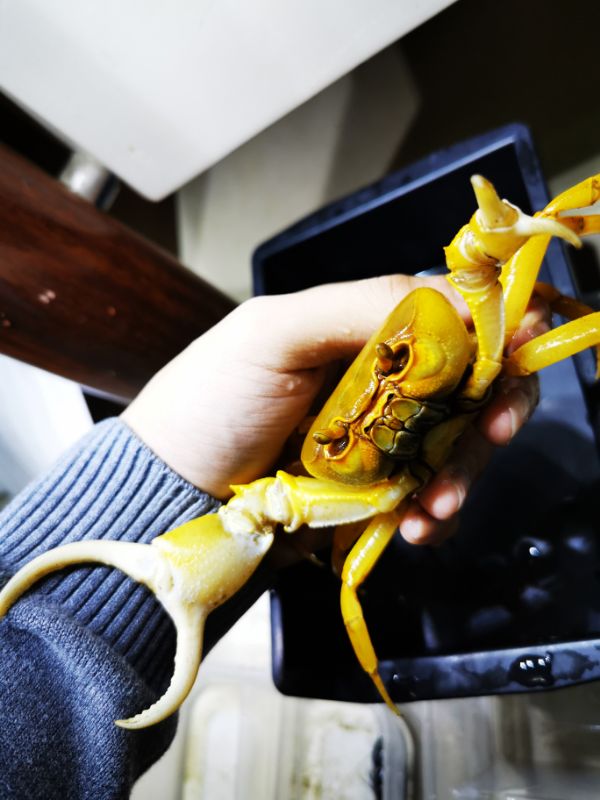 Yellow Pirate Crab (Vietorintalia rubrum)