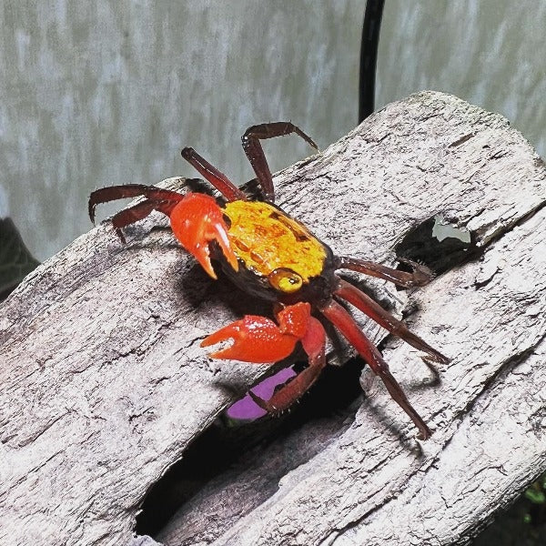Yellow Rainbow Vampire Crab (Geosesarma sp.)