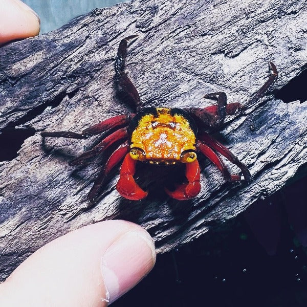 Yellow Rainbow Vampire Crab (Geosesarma sp.)