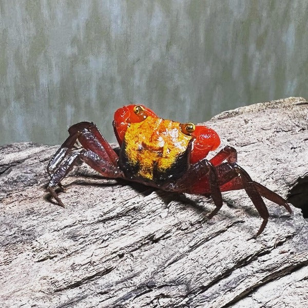 Yellow Rainbow Vampire Crab (Geosesarma sp.)
