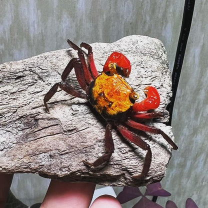 Yellow Rainbow Vampire Crab (Geosesarma sp.)