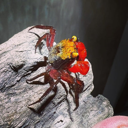 Yellow Rainbow Vampire Crab (Geosesarma sp.)