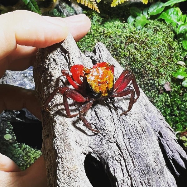 Yellow Rainbow Vampire Crab (Geosesarma sp.)