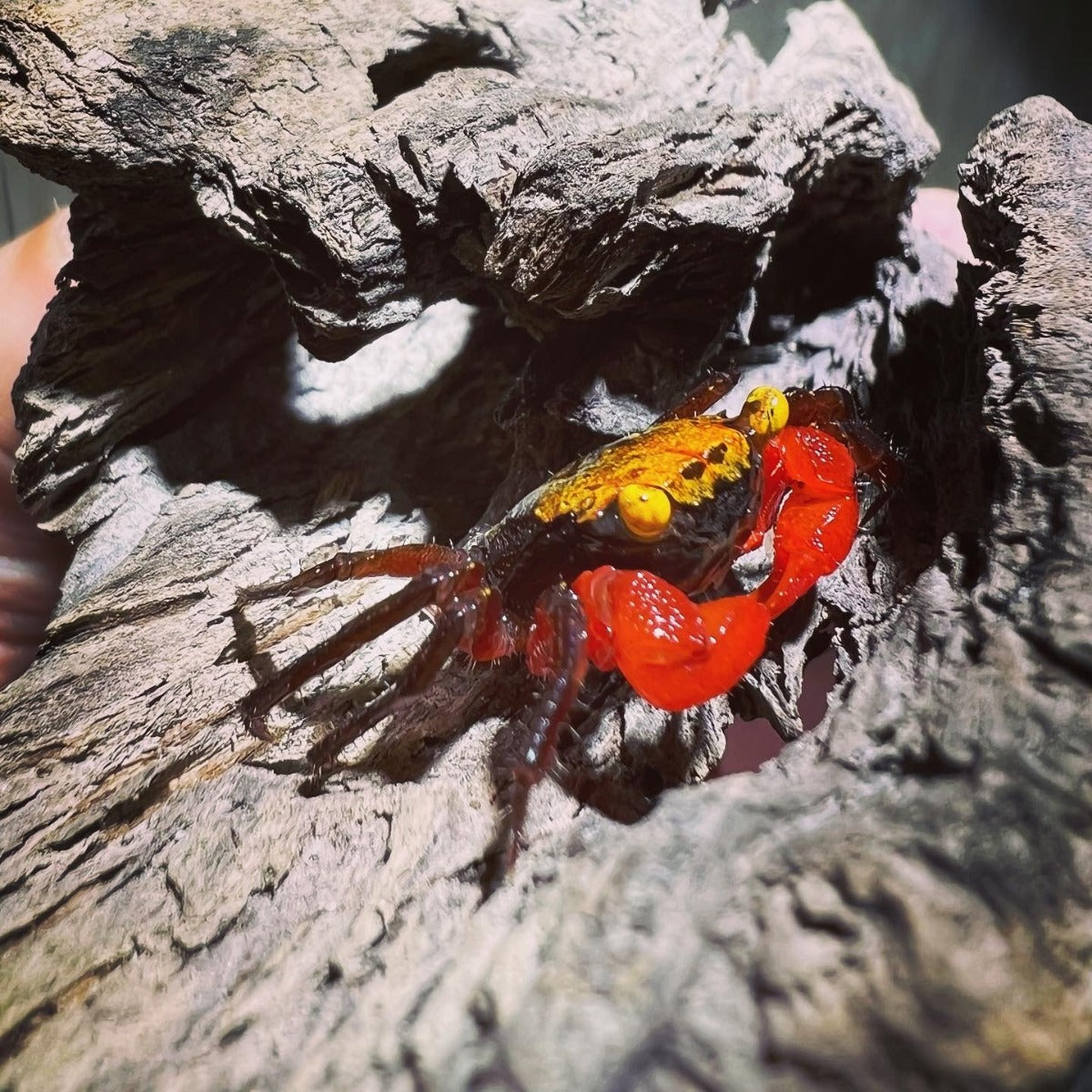 Yellow Rainbow Vampire Crab (Geosesarma sp.)